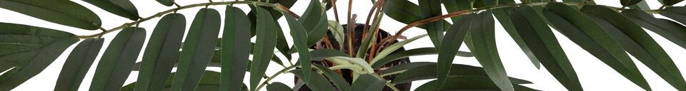 Materialbeschreibung Künstliche grüne Kwai-Pflanze