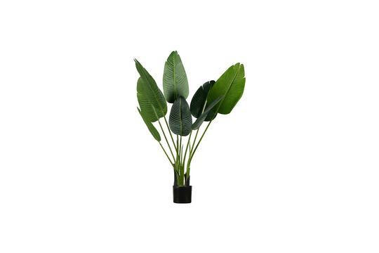 Künstliche Pflanze Strelitzia ohne jede Grenze