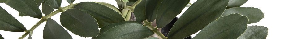 Materialbeschreibung Künstliche Pflanze Zamia